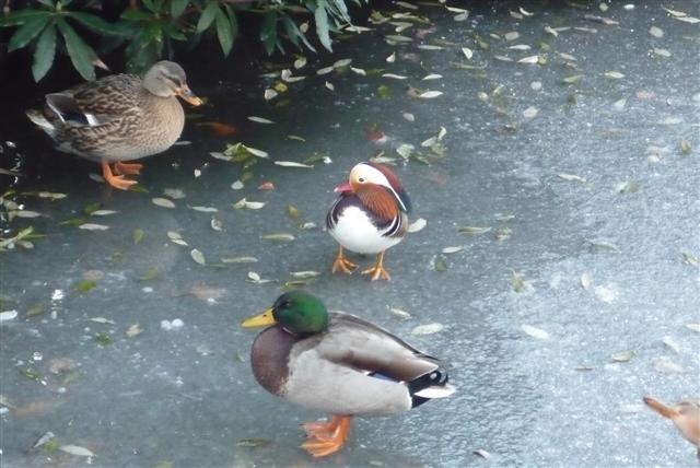 Mandarin and Mallard ducks Mandarin and Mallard ducks